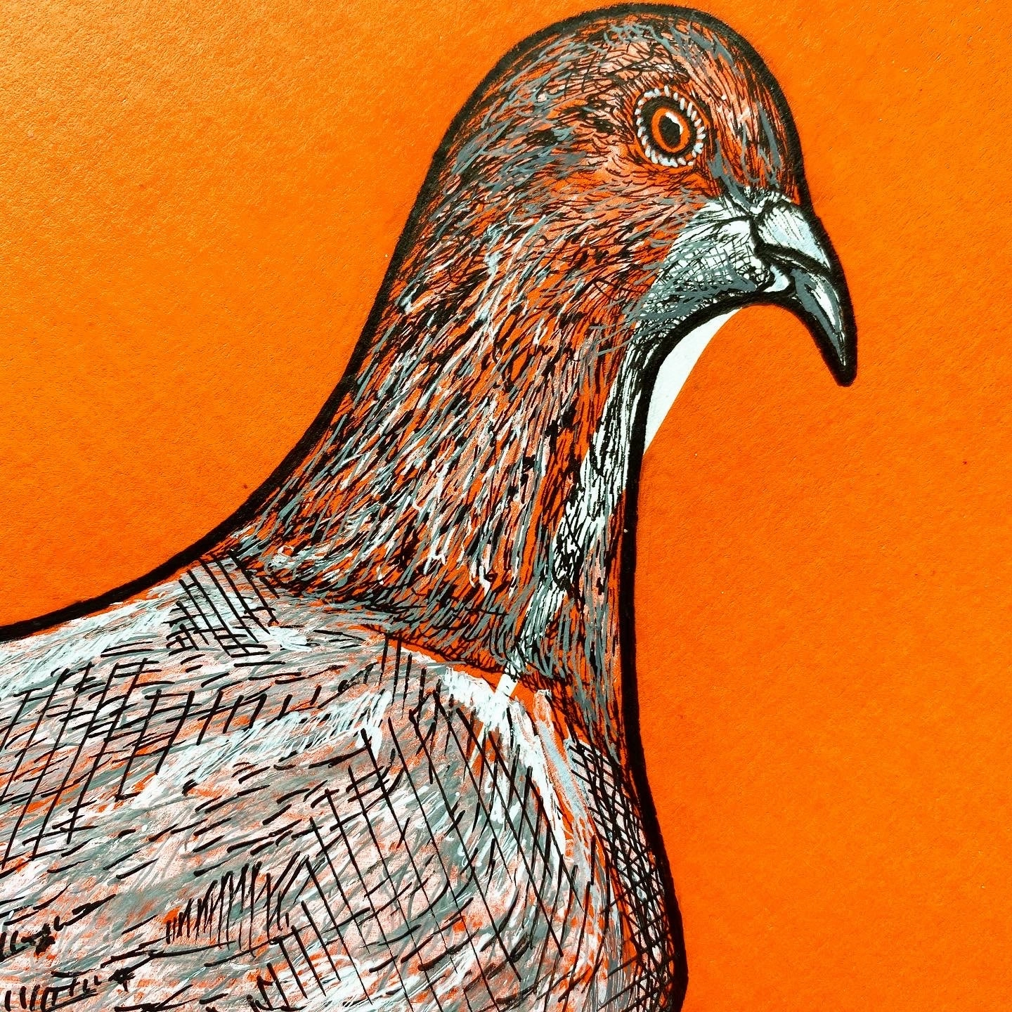 Staple Pigeon
